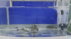 14-day exercise behavior records of rainbow trout in the control group and the microplastic exposure group