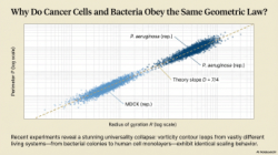 Biological invariance and universal conformal statistics in living flows: fixed-point symmetry form via the Theory of Infinity