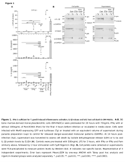 Zhao and Holness Figures in <i>T. gondii</i> effector MAF1 blocks mouse AIM2 inflammasome activation by inhibiting mtDNA release