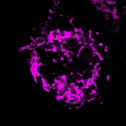 Figure S4. Live imaging of mtDNA release in <i>Toxoplasma</i>-infected, IFNγ and TLR2 primed BM-MoDCs.