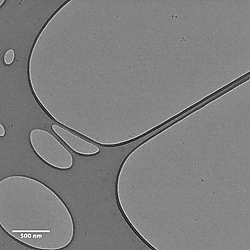 Cryogenic TEM of Methylcellulose