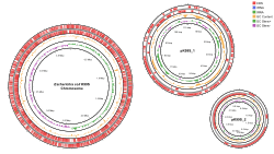 <b>High-quality Genome Assembly and Annotation of Inactivated Animal Vaccine Bacteria Strains in South Korea</b>