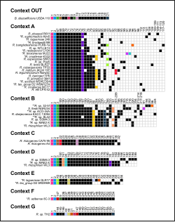 Frontiers: Diversity and Evolution of Quorum-Sensing Systems in <i>Rhizobium</i>