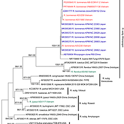 Phylogenetic relationships among <i>Rhizopogon</i> <i>boninensis</i> and other subgenera of the genus <i>Rhizopogon</i> based on ITS rDNA sequences