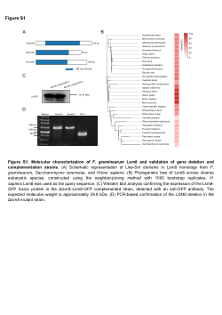 <b>A conserved Lsm8–exosome module maintains RNA splicing fidelity to control fungal virulence and mycotoxin biosynthesis</b>