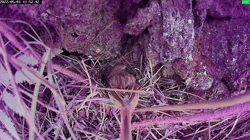 <b>How the </b><b>g</b><b>rey </b><b>b</b><b>ushchat </b><b>c</b><b>ombats </b><b>p</b><b>arasitic </b><b>e</b><b>ggs at </b><b>d</b><b>ifferent </b><b>l</b><b>aying </b><b>s</b><b>tages</b>