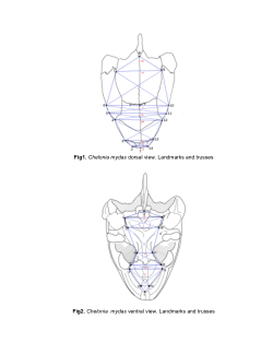 Morphology variations in the skull of marine turtles in the Gulf of Venezuela: Identification of multiple ecotypes.