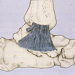 35 mm Podiatry Slides