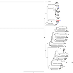 IL-17A-Producing Neutrophils Play a Critical Role in Lethal Infection Induced by an Emerging Ultra-Virulent <i>Streptococcus suis</i> Serotype 5 Strain