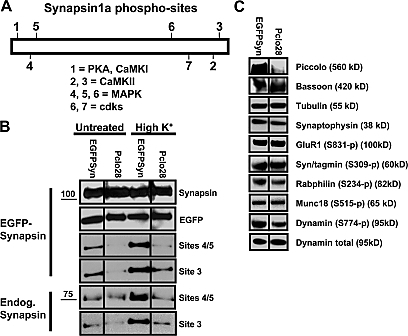 A Schematic Diagram Of Synapsin1a Illustrating The Names And Positions Of Each Of Its Seven Characterized Phospho Sites