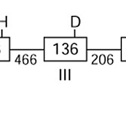 Organization of the human granzyme B gene