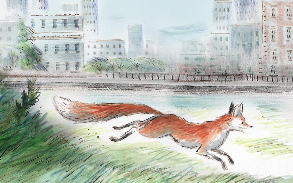 Gaspard the Fox, drawn by James Mayhew Drawing of Gaspard the Fox