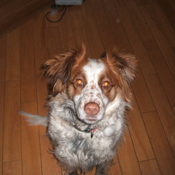 Found dog on 11 Mar 2009 in Dublin 5. Collie/springer found in Killester/Donnycarney area on Wed the 11th of March at 9:30pm. She is friendly and well looked after. I'd say she got out without the owners knowing. Found dog on 11 Mar 2009 in Dublin 5. Collie/springer found in Killester/Donnycarney area on Wed the 11th of March at 9:30pm. She is friendly and well looked after. I'd say she got out without the owners knowing.