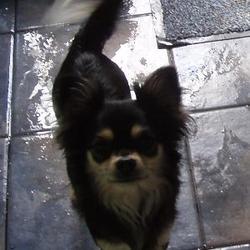 Lost dog on 26 Dec 0008 in Dublin. STOLEN!!! Chihuahua Kizzy 4yrs old. Black and tan @ 6lbs in weight. Stolen 26th Dec. Any help no matter how small, Im heartbroken. Lost dog on 26 Dec 0008 in Dublin. STOLEN!!! Chihuahua Kizzy 4yrs old. Black and tan @ 6lbs in weight. Stolen 26th Dec. Any help no matter how small, Im heartbroken.