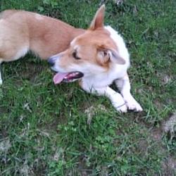 Found dog on 15 Mar 2009 in Virginia, Co. Cavan. Male corgi/basset hound cross approx 3/4 years old, found in the Virginia Co. Cavan area, no collar/id. please call 086-1798411 Found dog on 15 Mar 2009 in Virginia, Co. Cavan. Male corgi/basset hound cross approx 3/4 years old, found in the Virginia Co. Cavan area, no collar/id. please call 086-1798411