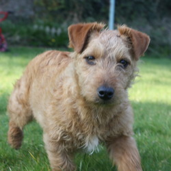 Found dog on 16 Mar 2009 in Blanchardstown, Dublin. Puppy found Monday 16/03 at approx 10pm on slip road from Blanchardstown onto N3 (Dublin direction). Tan Brown colour with small white spot underneath. Small tail. No collar. In good health, well behaved & lovely dog. Found dog on 16 Mar 2009 in Blanchardstown, Dublin. Puppy found Monday 16/03 at approx 10pm on slip road from Blanchardstown onto N3 (Dublin direction). Tan Brown colour with small white spot underneath. Small tail. No collar. In good health, well behaved & lovely dog.