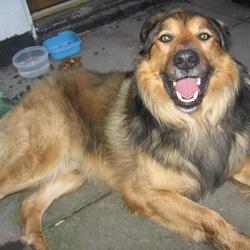 Found dog on 18 Mar 2009 in Terenure, Dublin. Found in Terenure, Dublin. Male Collie X,wearing tan collar no I.D. tag,very friendly,not neutered, around two years old. Great with other dogs and children. Loves attention.Ph: 086-3239277 Found dog on 18 Mar 2009 in Terenure, Dublin. Found in Terenure, Dublin. Male Collie X,wearing tan collar no I.D. tag,very friendly,not neutered, around two years old. Great with other dogs and children. Loves attention.Ph: 086-3239277