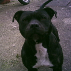 Found dog on 22 Mar 2009 in Walkinstown, Dublin. Young Staffordshire Bull Terrier found in Walkinstown on 22 of March, she is black with brown stripes in colour and has white underneath. She is not chipped and was found wearing a tan coloured collar. Found dog on 22 Mar 2009 in Walkinstown, Dublin. Young Staffordshire Bull Terrier found in Walkinstown on 22 of March, she is black with brown stripes in colour and has white underneath. She is not chipped and was found wearing a tan coloured collar.