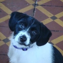 Lost dog on 21 Mar 2009 in Bray, Co Wicklow. small female jack russel X. missing since saturday in Bray, Co Wicklow. Reward if returned. missed :( please contact 0857444661 Lost dog on 21 Mar 2009 in Bray, Co Wicklow. small female jack russel X. missing since saturday in Bray, Co Wicklow. Reward if returned. missed :( please contact 0857444661