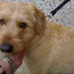 Reunited dog 28 Mar 2009 in Rush Cricket Club. Found a lovely new home Reunited dog 28 Mar 2009 in Rush Cricket Club. Found a lovely new home