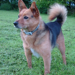 Lost dog on 28 Mar 2009 in Coole, Garadice, Kilcock. CASEY-a small Brown and Black terrier x. She went missing on Sat 28th March from Coole, Garadice in Kilcock (beside school). If you know anything at all please let us know. Lost dog on 28 Mar 2009 in Coole, Garadice, Kilcock. CASEY-a small Brown and Black terrier x. She went missing on Sat 28th March from Coole, Garadice in Kilcock (beside school). If you know anything at all please let us know.