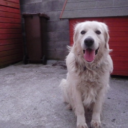 Found dog on 31 Mar 2009 in Carlow . Golden Retriever found in Co Carlow on Tuesday 31st March. If you think this is your dog please contact me urgently. I cannot keep him in my own house as he is not getting on with my own dog. Ph 0876649084 Found dog on 31 Mar 2009 in Carlow . Golden Retriever found in Co Carlow on Tuesday 31st March. If you think this is your dog please contact me urgently. I cannot keep him in my own house as he is not getting on with my own dog. Ph 0876649084