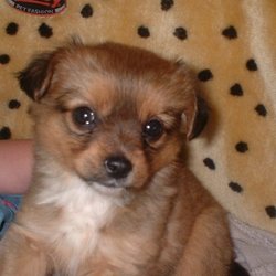 Reunited dog 31 Mar 0009 in Athboy, Co. Meath. ** RE-UNITED WITH OWNER ** This dog is missing since 31/03/09.
She answers to the name Minnie. She is a female pom X cavalier. She looks more like a pom though...she is 1 year old, a little bigger then a pom but not as big as king charles, she is the re Reunited dog 31 Mar 0009 in Athboy, Co. Meath. ** RE-UNITED WITH OWNER ** This dog is missing since 31/03/09.
She answers to the name Minnie. She is a female pom X cavalier. She looks more like a pom though...she is 1 year old, a little bigger then a pom but not as big as king charles, she is the re