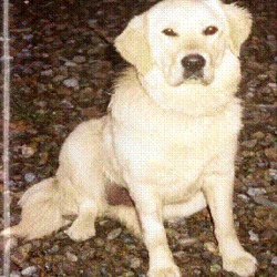 Reunited dog 05 Apr 2009 in Ballygarvan / 5 Mile Bridge. Missing
Golden Retriever 6 year old Female missing Since Sunday April 05th from Ballygarvan Area/ 5 mile bridge,Wearing brown Collar Name Allie. Loved pet Reward Given please call
0879573563 / 0872483617 Reunited dog 05 Apr 2009 in Ballygarvan / 5 Mile Bridge. Missing
Golden Retriever 6 year old Female missing Since Sunday April 05th from Ballygarvan Area/ 5 mile bridge,Wearing brown Collar Name Allie. Loved pet Reward Given please call
0879573563 / 0872483617