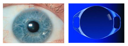 Линза "Artisan"