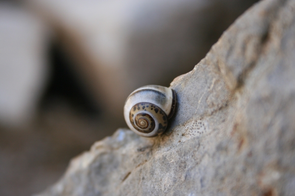 Snail