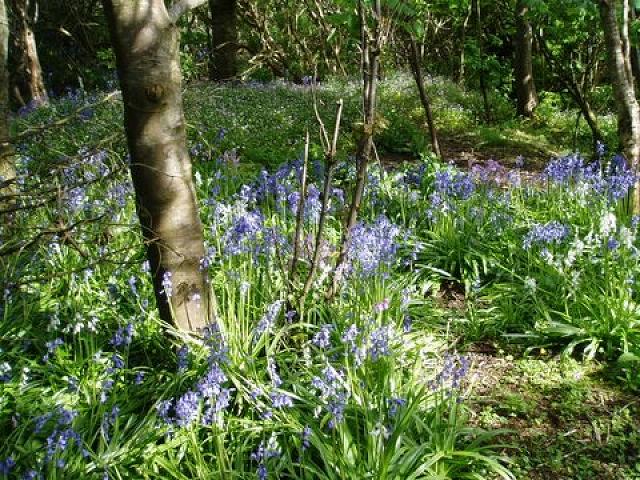 Happy Valley bluebells