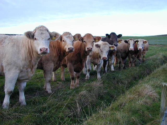 Chorus line