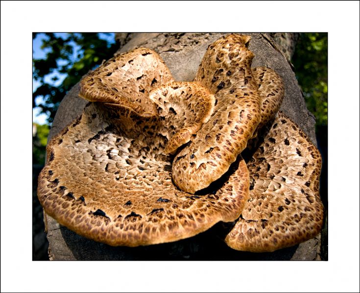 Fungus