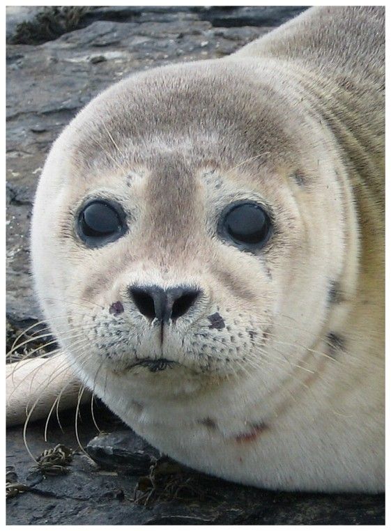 Young seal, Sanday