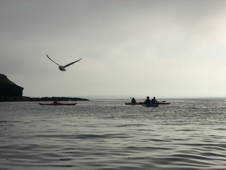 Deersound in the mist 2