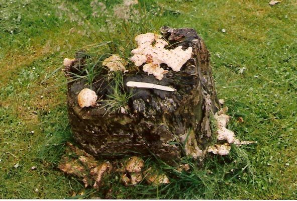 Fungus