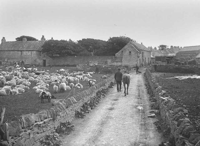 Road to Grain Farm from Junction Road.