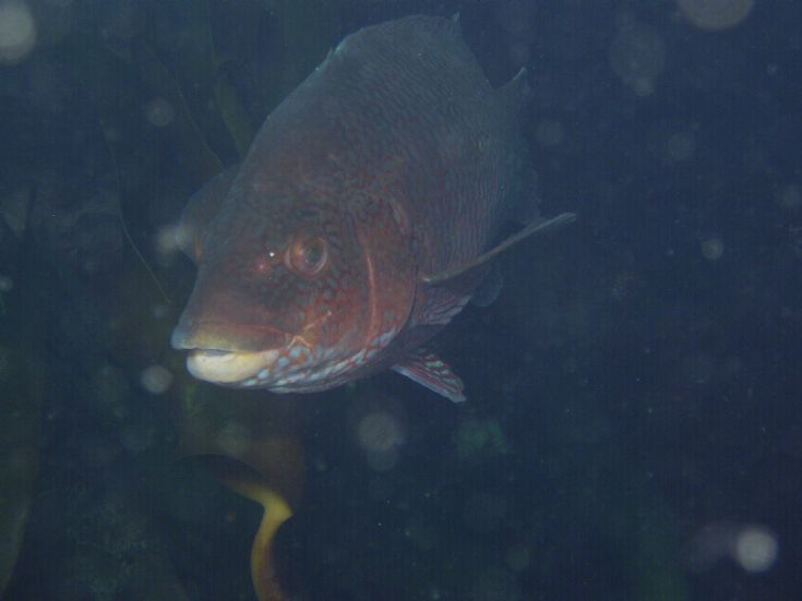 Ballan wrasse