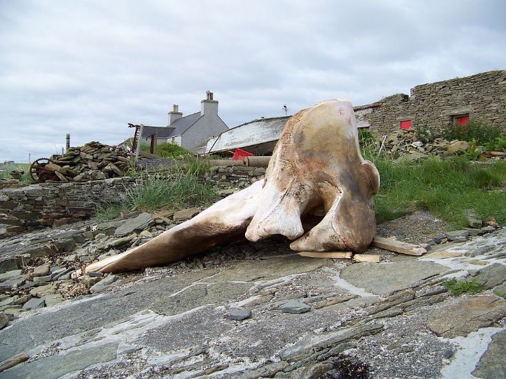 Whale head 1