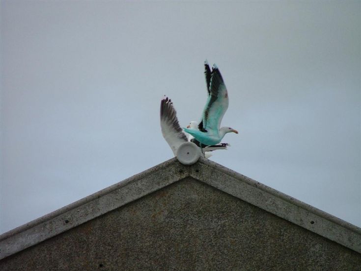 Gull
