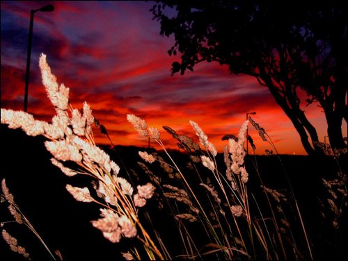 Red Sky