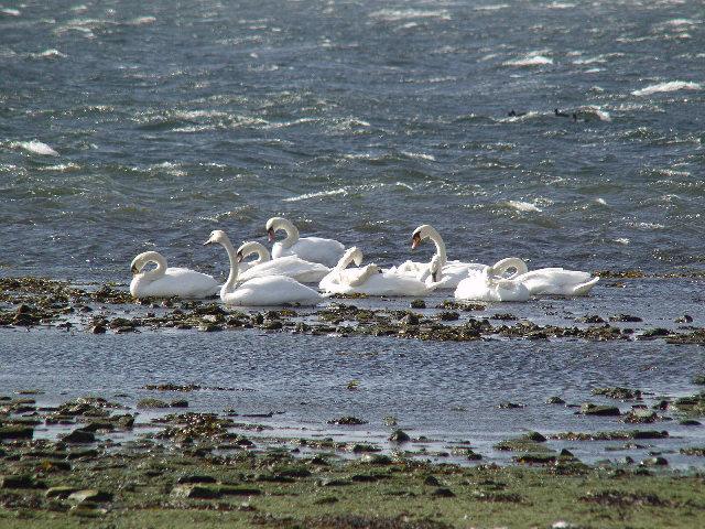 Swans