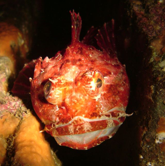Red fish
