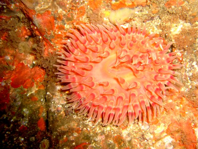 Sea anenome