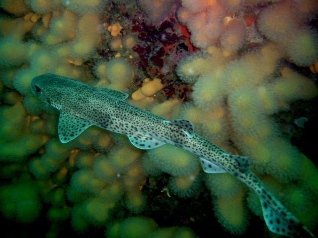 Dogfish or catshark