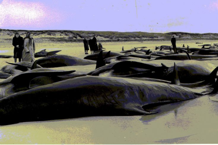 Whales