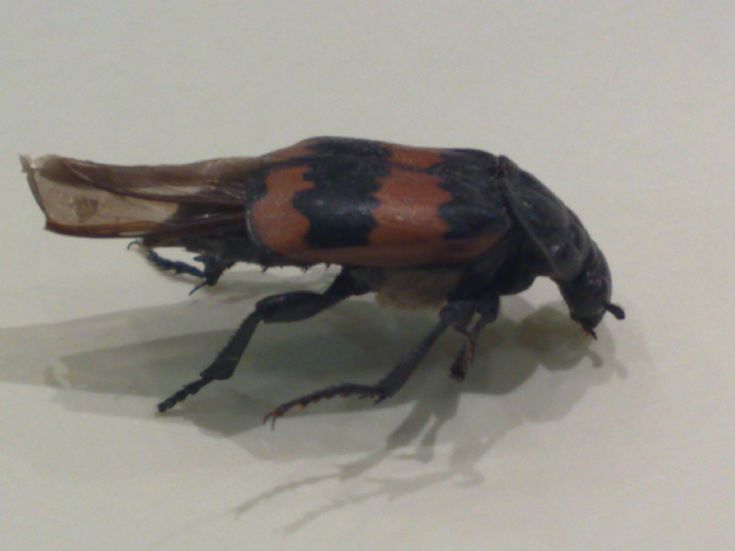 Sexton Beetle