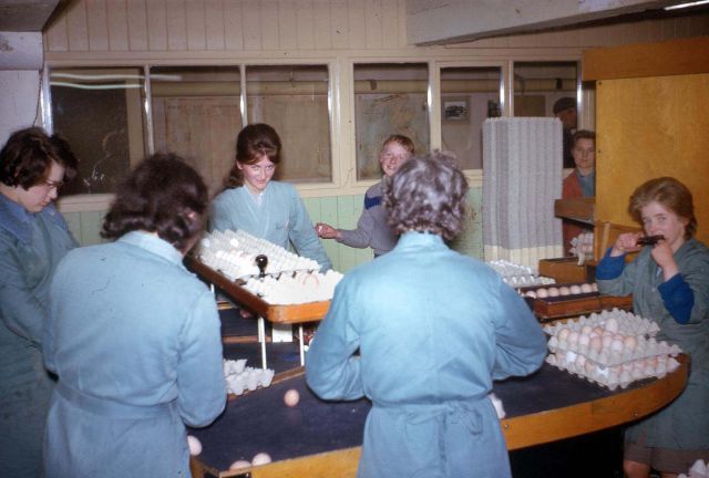Egg Packing Station, 1/4