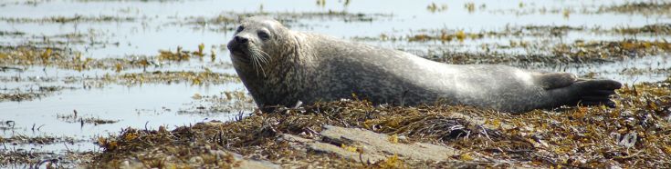 Stenness Seal