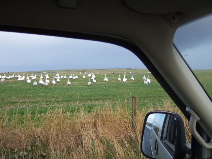 Swans